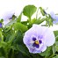 Pansy F1 Light Blue Hybrid 2L Pot Bedding Alternative Image2